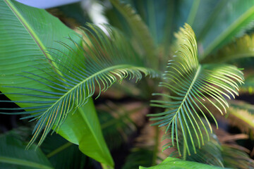 Tropical leaves closeup in glasshouse, natural light