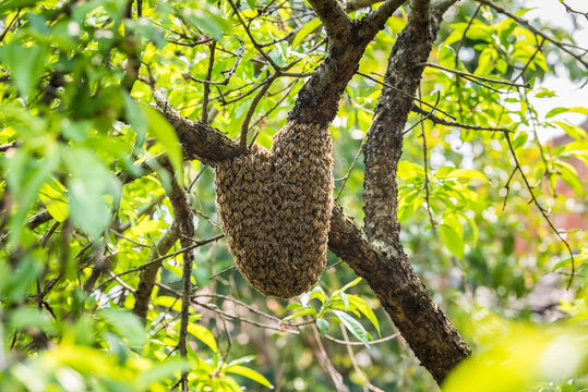 Beehive In Tree Images – Browse 27,213 Stock Photos, Vectors, and Video |  Adobe Stock