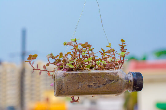 Hanging Flower Pot Of Plastic Bottle, With Some Phulwari In It, Isolated, Copy Space.
