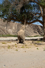 Very rare wild desert elephant eating  in Hoanib river valley, Damaraland, Kaokoveld, Kaokoland, Kunene, Sesfontein, Namibia