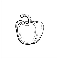 bell pepper isolated on a white background. Paprika. Sweet capsicum is a delicious vegetable for dietary nutrition. Hand drawn vector illustration