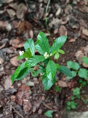 plant in the garden