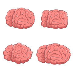 Set of brains