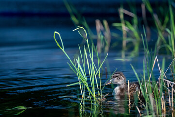 Immature mallard swimming amidst the reeds
