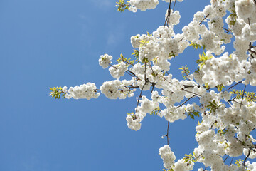 Weisse Kirschbl&uuml;ten auf  Baumzweigen, Blauer Himmel