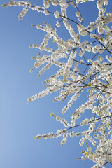 Weisse Kirschblüten auf  Baumzweigen, Blauer Himmel