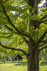 Bird feeder hanging on a tree.