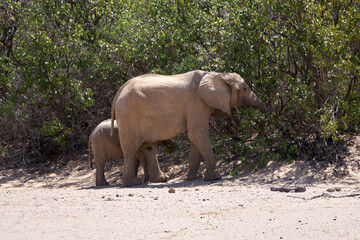 Very rare wild desert elephant family protecting babies  in Hoanib river valley, Kunene, Damaraland, Kaokoveld, Kaokoland, Sesfontein, Namibia