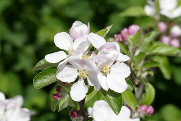 Weisse Kirschbl&uuml;ten auf  Baumzweigen, Blauer Himmel