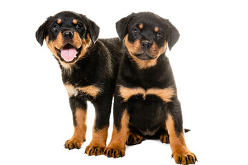 Portrait Of Cute Black Rottweiler Puppy.