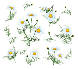  hamomile flower set illustration. Camomile flower isolated on white background.