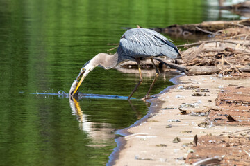 great blue heron in the water