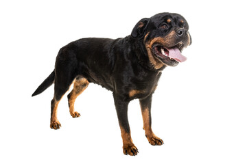 Obraz premium Portrait Of Cute Black Rottweiler Puppy.