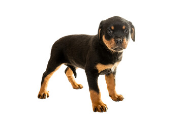 Obraz premium Portrait Of Cute Black Rottweiler Puppy..