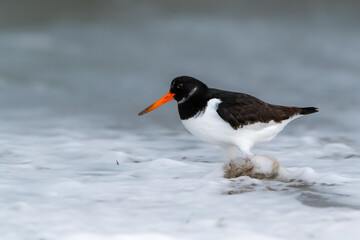 Eurasion oystercatcher foraging on the sea shore