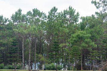 Obraz premium Healthy green trees in a forest of old spruce, fir and pine trees in wilderness of a national park,Sustainable industry, ecosystem and healthy environment concepts,Pine forest.