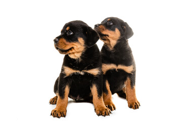 Portrait Of Cute Black Rottweiler Puppy.