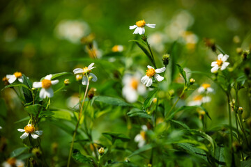 Bidens pilosa flowers blooming in summer