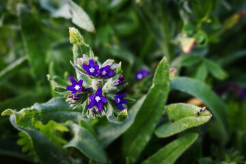 Blue field flower with insects and long leaves background