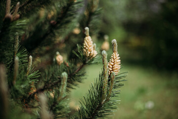 The fir cone in the garden