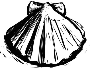 Shell Saint Jacques vector icon