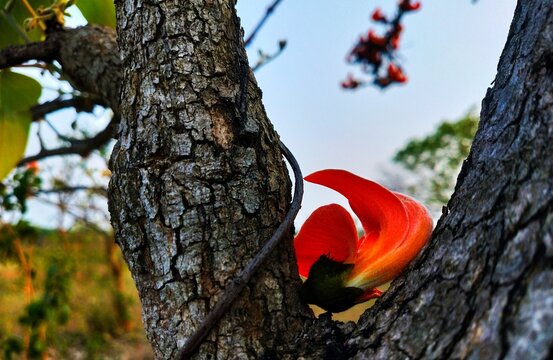 Palash flower beauty