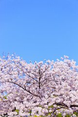 満開の桜と青空。
