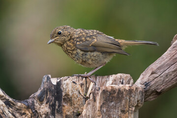 Juvenile Robin