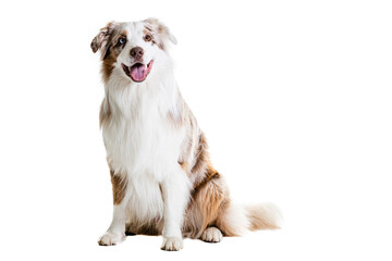 Full Length Of Australian Shepherd Panting.