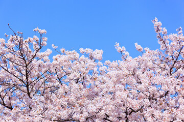 満開の桜と青空。