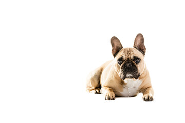 Fototapeta premium Full Length Portrait Of Cute French Bulldog