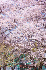 満開の桜と青空。