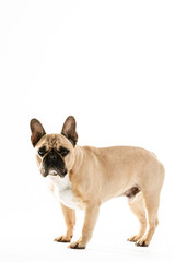 Full Length Portrait Of Cute French Bulldog
