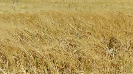 Getreidefeld in gelb, Reife auf Weizenfeld, Roggen, Gerstenfeld im Wind