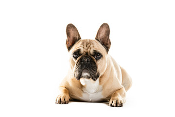 Obraz premium Full Length Portrait Of Cute French Bulldog
