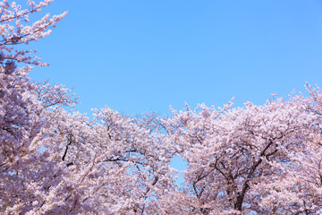 満開の桜と青空。