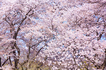 満開の桜と青空。