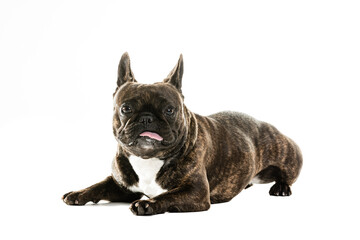 Full Length Portrait Of Cute French Bulldog.