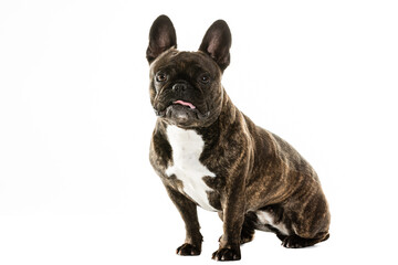 Full Length Portrait Of Cute French Bulldog.