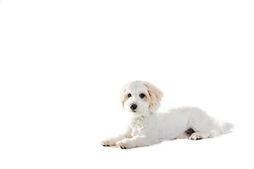 Cute Maltese Puppy Against White Background.