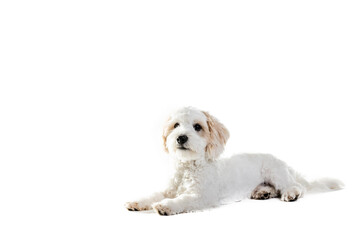 Cute Maltese Puppy Against White Background.