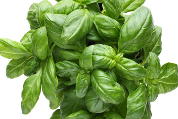 Fresh basil leaf.