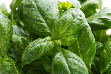 Basil leaves with water drops.