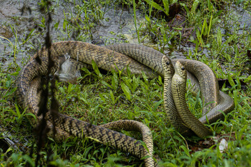 Caspian Whipsnake reproduction process image
