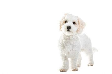 Cute Maltese Puppy Against White Background.