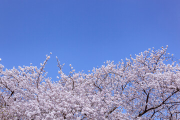 満開の桜と青空。