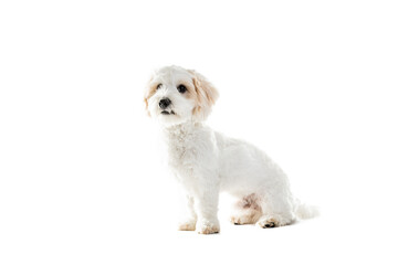 Cute Maltese Puppy Against White Background.