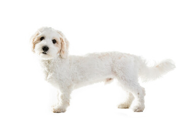 Cute Maltese Puppy Against White Background.