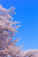 満開の桜と青空。