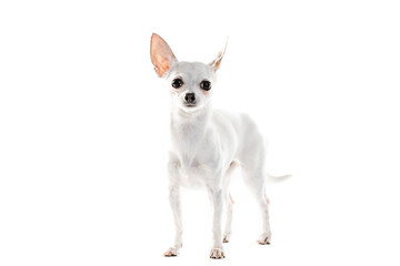 Chihuahua Lap Dog Sitting On White Background.